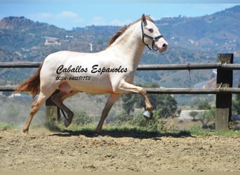 PRE, Étalon, 6 Ans, 159 cm, Cremello