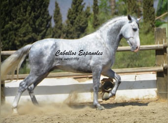 PRE Croisé, Étalon, 6 Ans, 159 cm, Gris