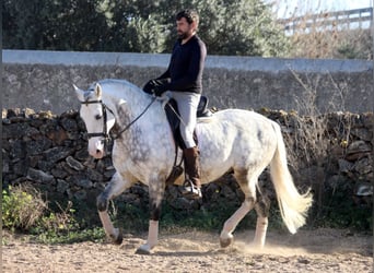 PRE Croisé, Étalon, 6 Ans, 159 cm, Gris pommelé