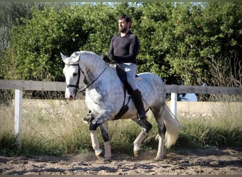 PRE Croisé, Étalon, 6 Ans, 159 cm, Gris pommelé