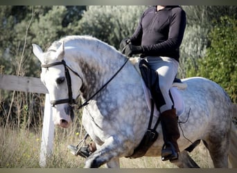 PRE Croisé, Étalon, 6 Ans, 159 cm, Gris pommelé