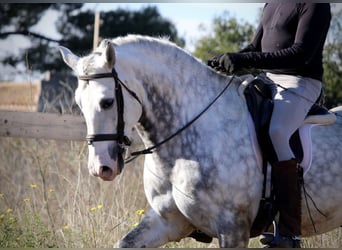 PRE Croisé, Étalon, 6 Ans, 159 cm, Gris pommelé