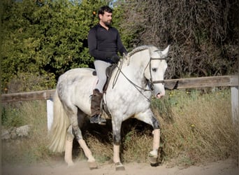 PRE Croisé, Étalon, 6 Ans, 159 cm, Gris pommelé