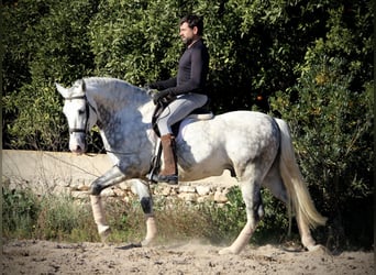 PRE Croisé, Étalon, 6 Ans, 159 cm, Gris pommelé