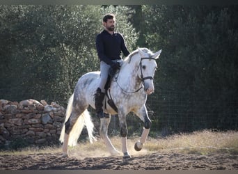 PRE Croisé, Étalon, 6 Ans, 159 cm, Gris pommelé