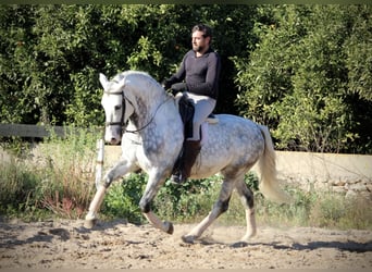 PRE Croisé, Étalon, 6 Ans, 159 cm, Gris pommelé