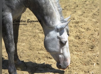 PRE, Étalon, 6 Ans, 159 cm, Gris pommelé