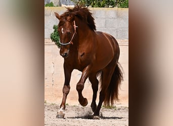 PRE Croisé, Étalon, 6 Ans, 160 cm, Alezan