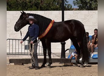 PRE Croisé, Étalon, 6 Ans, 160 cm, Bai brun