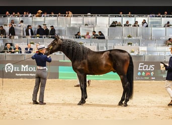 PRE Croisé, Étalon, 6 Ans, 160 cm, Bai brun