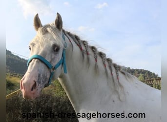 PRE Croisé, Étalon, 6 Ans, 160 cm, Blanc