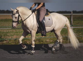 PRE Croisé, Étalon, 6 Ans, 160 cm, Cremello