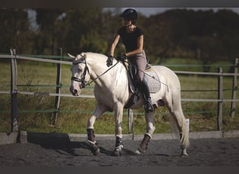 PRE Croisé, Étalon, 6 Ans, 160 cm, Cremello