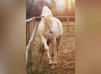 PRE Croisé, Étalon, 6 Ans, 160 cm, Cremello