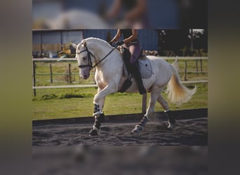 PRE Croisé, Étalon, 6 Ans, 160 cm, Cremello