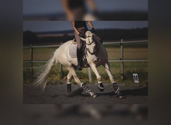 PRE Croisé, Étalon, 6 Ans, 160 cm, Cremello