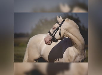 PRE Croisé, Étalon, 6 Ans, 160 cm, Cremello