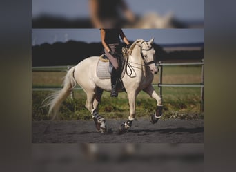 PRE Croisé, Étalon, 6 Ans, 160 cm, Cremello