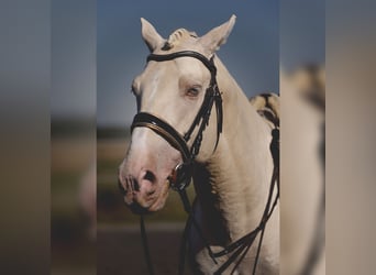 PRE Croisé, Étalon, 6 Ans, 160 cm, Cremello