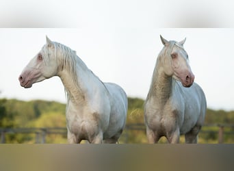 PRE Croisé, Étalon, 6 Ans, 160 cm, Cremello