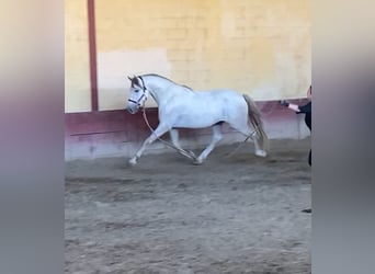 PRE Croisé, Étalon, 6 Ans, 160 cm, Gris
