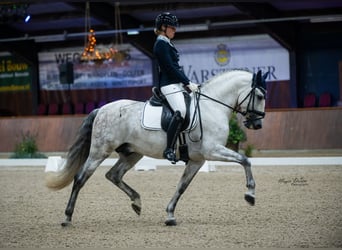 PRE, Étalon, 6 Ans, 160 cm, Gris pommelé