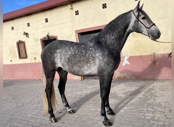 PRE Croisé, Étalon, 6 Ans, 160 cm, Gris pommelé