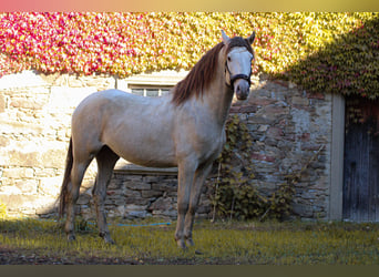 PRE, Étalon, 6 Ans, 160 cm, Perle