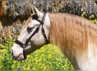 PRE, Étalon, 6 Ans, 160 cm, Perle