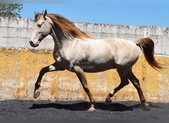 PRE, Étalon, 6 Ans, 160 cm, Perle