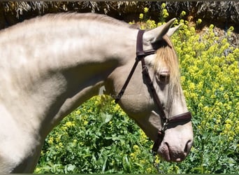 PRE, Étalon, 6 Ans, 160 cm, Perle