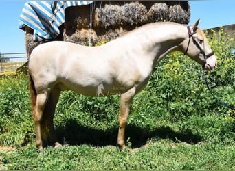 PRE, Étalon, 6 Ans, 160 cm, Perle