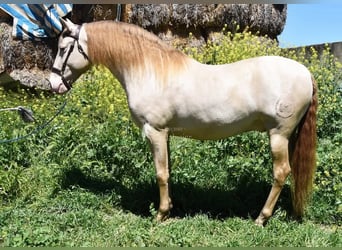 PRE, Étalon, 6 Ans, 160 cm, Perle