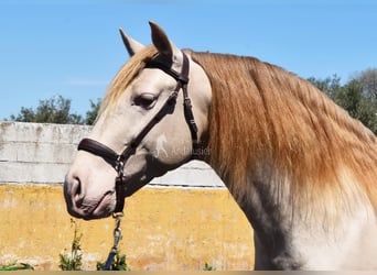 PRE, Étalon, 6 Ans, 160 cm, Perle