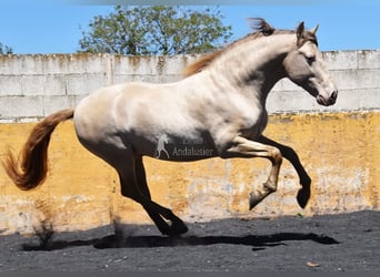 PRE, Étalon, 6 Ans, 160 cm, Perle