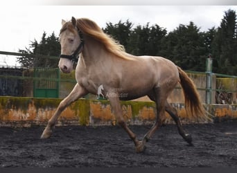 PRE, Étalon, 6 Ans, 160 cm, Perle