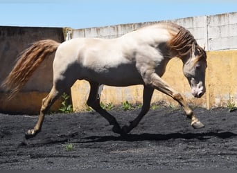 PRE, Étalon, 6 Ans, 160 cm, Perle