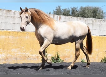 PRE, Étalon, 6 Ans, 160 cm, Perle