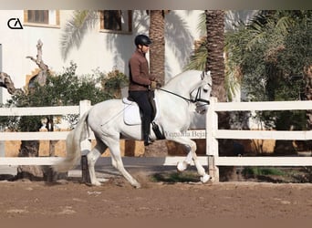 PRE, Étalon, 6 Ans, 161 cm, Gris pommelé