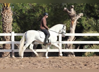 PRE, Étalon, 6 Ans, 161 cm, Gris pommelé