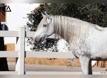 PRE, Étalon, 6 Ans, 161 cm, Gris pommelé