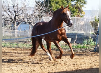 PRE, Étalon, 6 Ans, 162 cm, Alezan