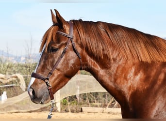 PRE, Étalon, 6 Ans, 162 cm, Alezan