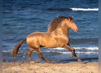 PRE Croisé, Étalon, 6 Ans, 162 cm, Champagne