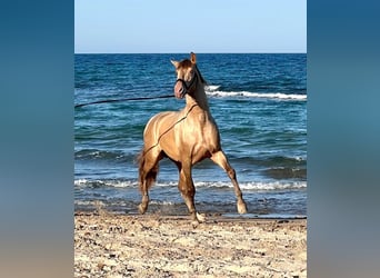 PRE Croisé, Étalon, 6 Ans, 162 cm, Champagne