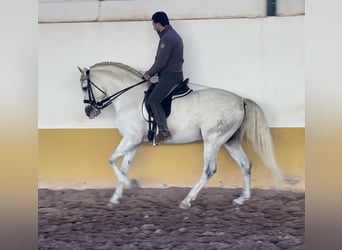 PRE Croisé, Étalon, 6 Ans, 162 cm, Gris