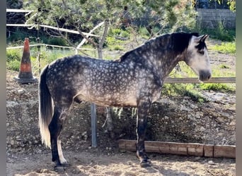 PRE, Étalon, 6 Ans, 162 cm, Gris noir