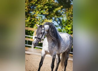 PRE Croisé, Étalon, 6 Ans, 162 cm, Gris pommelé