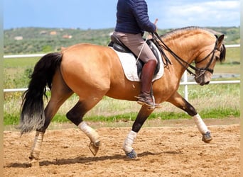 PRE Croisé, Étalon, 6 Ans, 162 cm, Isabelle