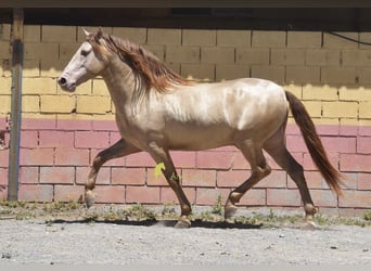 PRE, Étalon, 6 Ans, 162 cm, Perle